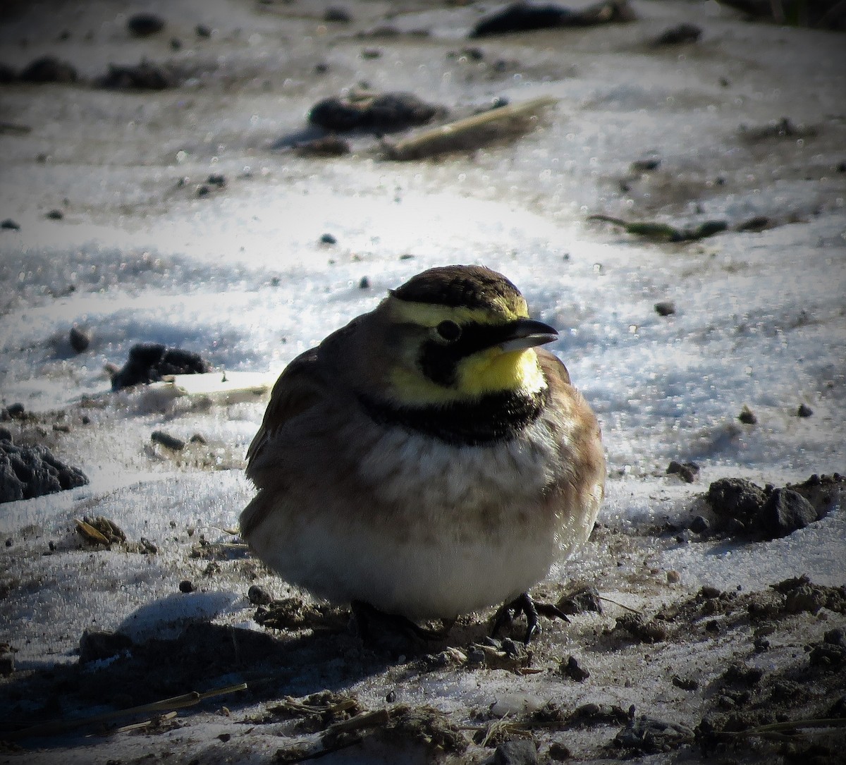 Horned Lark - Anonymous