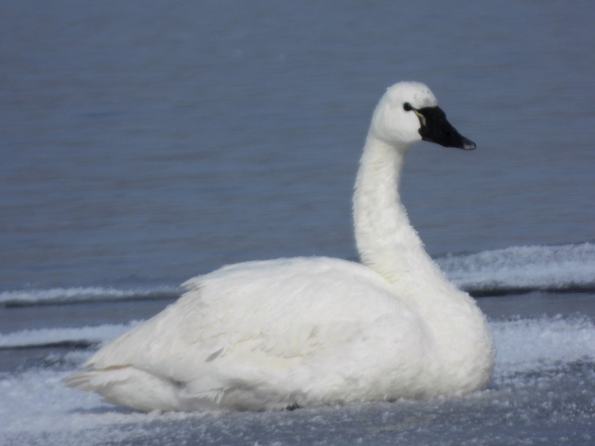 Tundra Swan - ML138213661