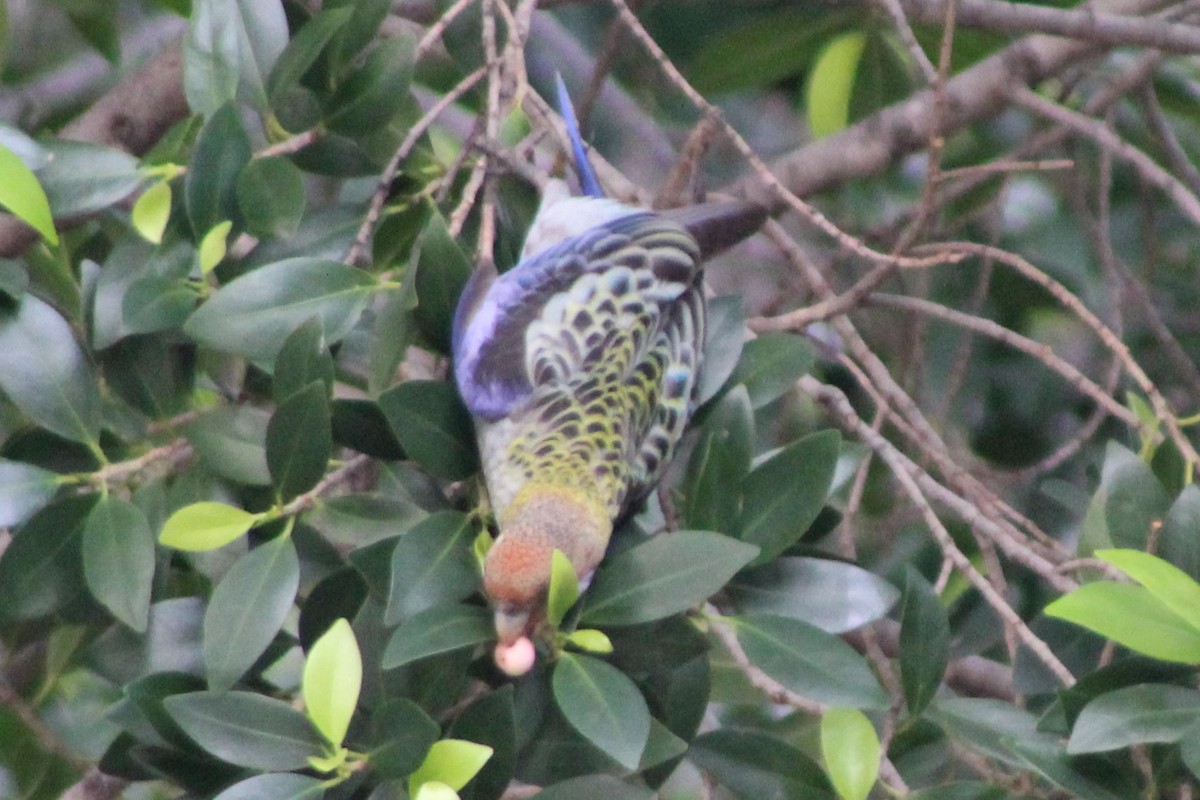 ホオアオサメクサインコ - ML138213701