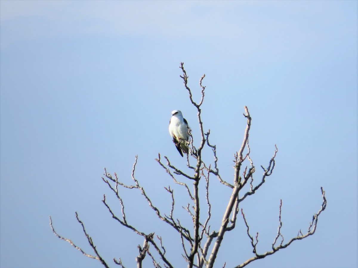 White-tailed Kite - Rick Saxton