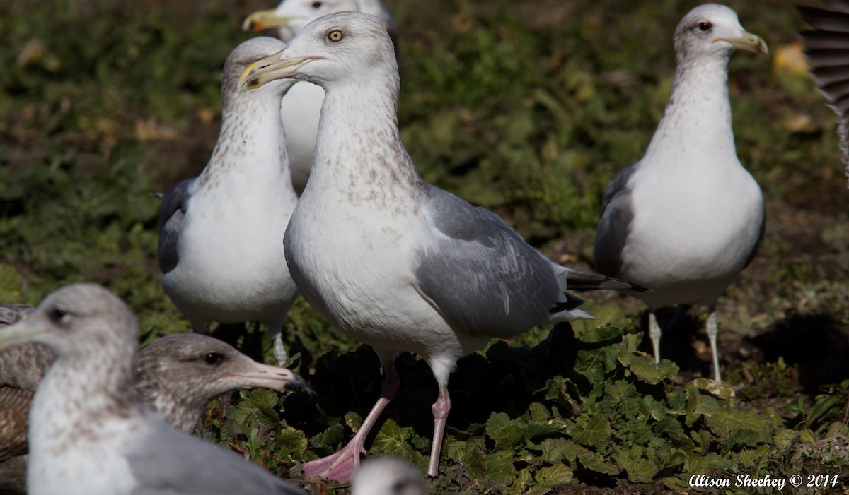 Herring Gull (American) - Alison Sheehey
