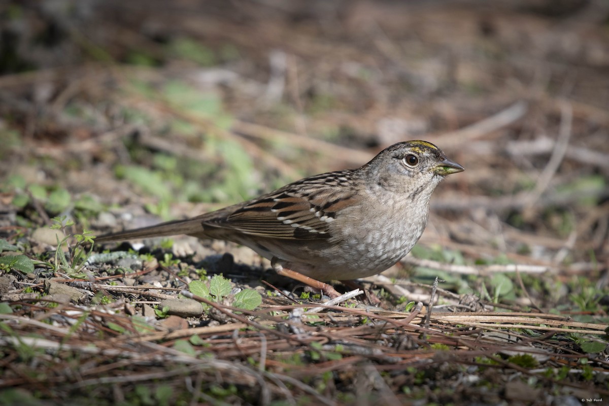 Golden-crowned Sparrow - ML138216761