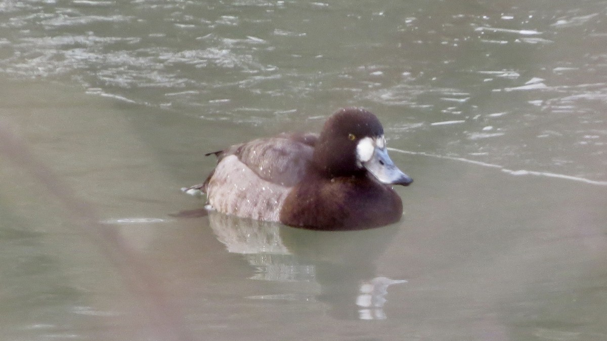 Greater Scaup - ML138216851