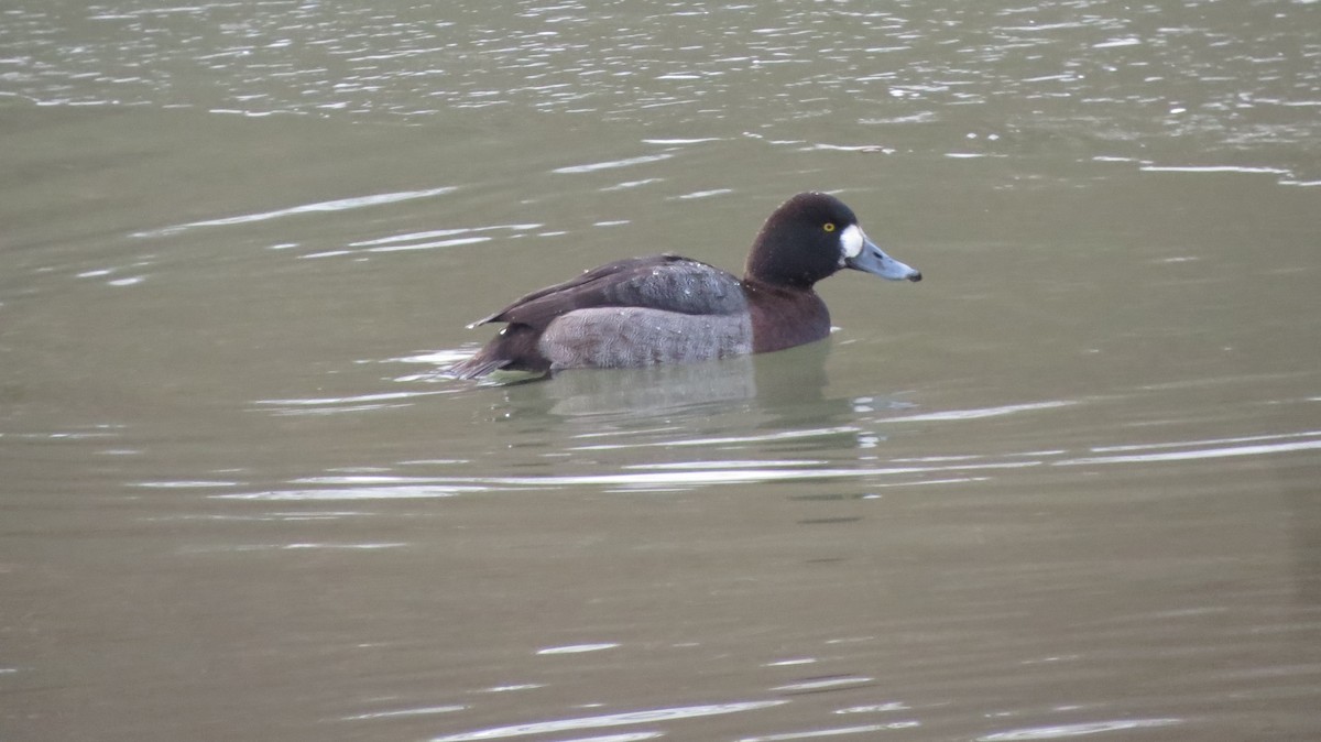 Greater Scaup - ML138216861