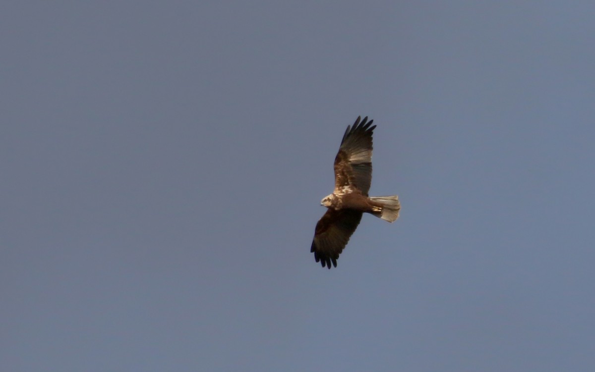 Western Marsh Harrier - ML138217661