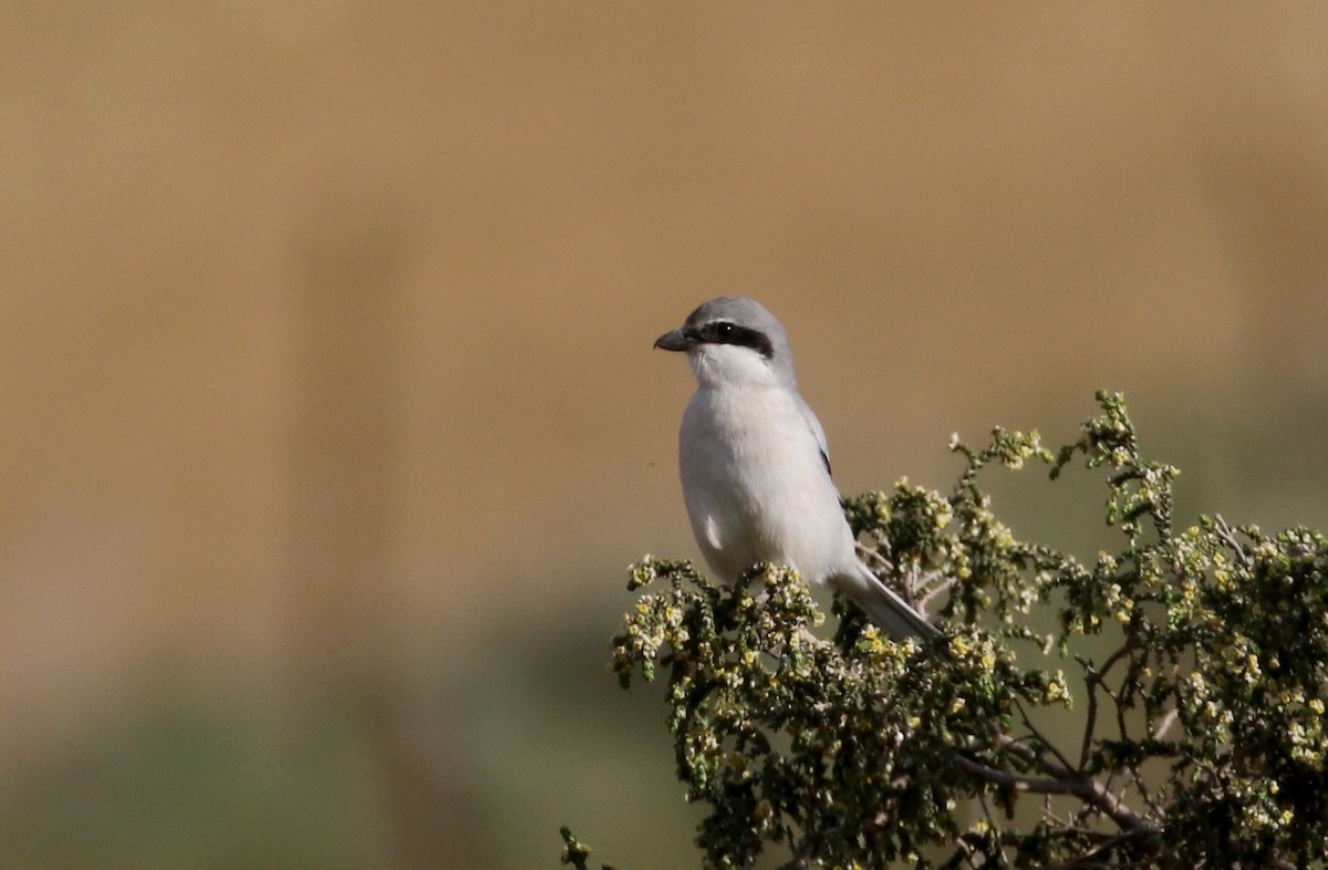 Great Gray Shrike (Sahara) - ML138217721