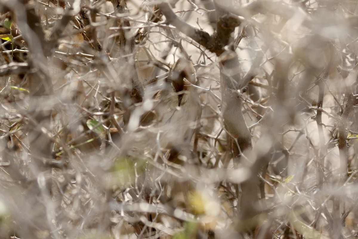 Cetti's Warbler - ML138217751