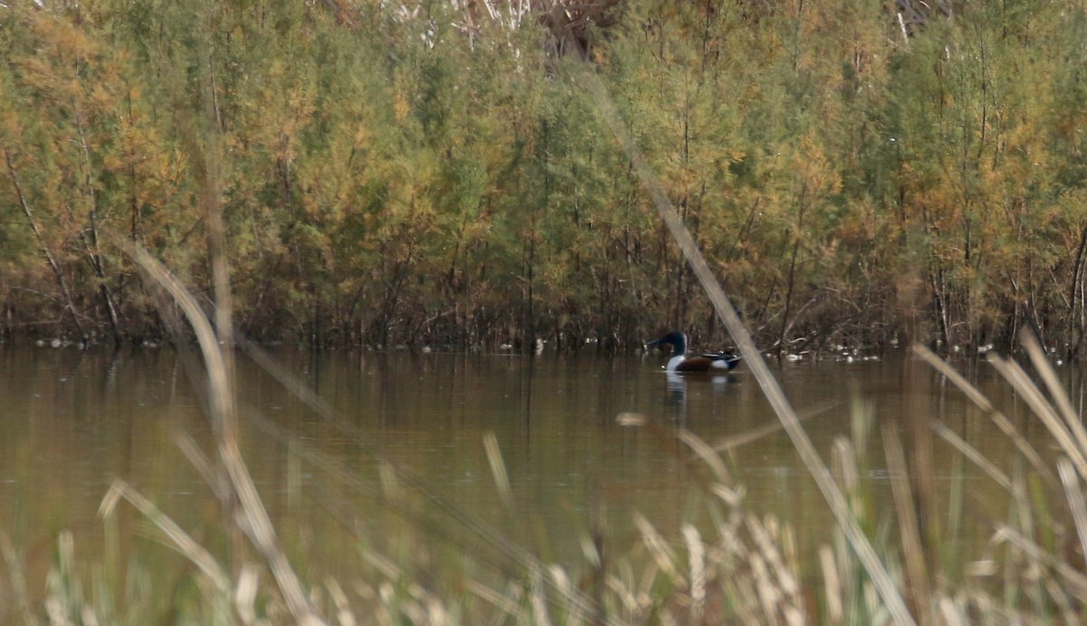 Northern Shoveler - Jay McGowan