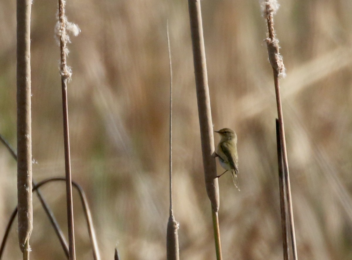 Common Chiffchaff (Common) - ML138217801