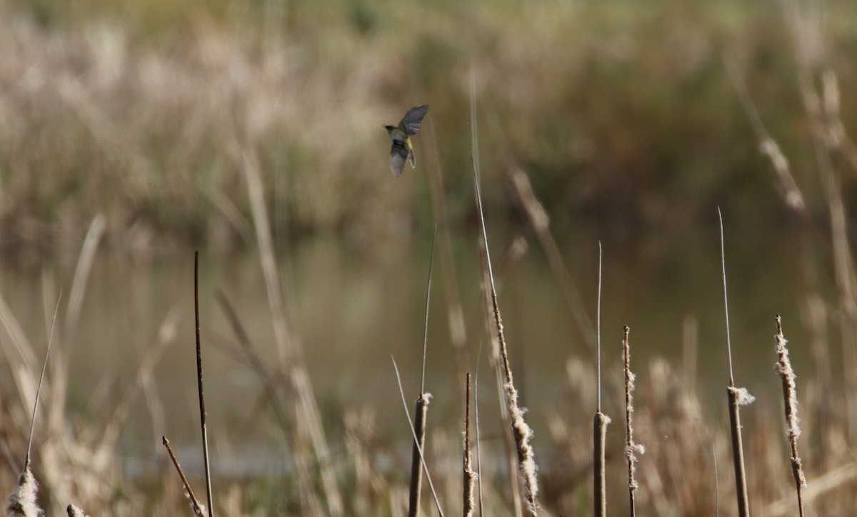 Common Chiffchaff (Common) - ML138217831