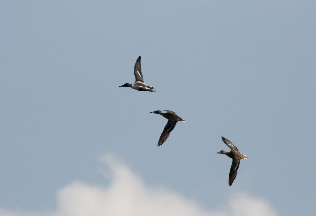 Northern Shoveler - ML138217861