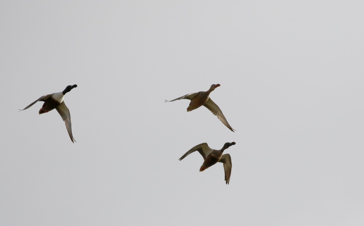 Northern Shoveler - ML138217871