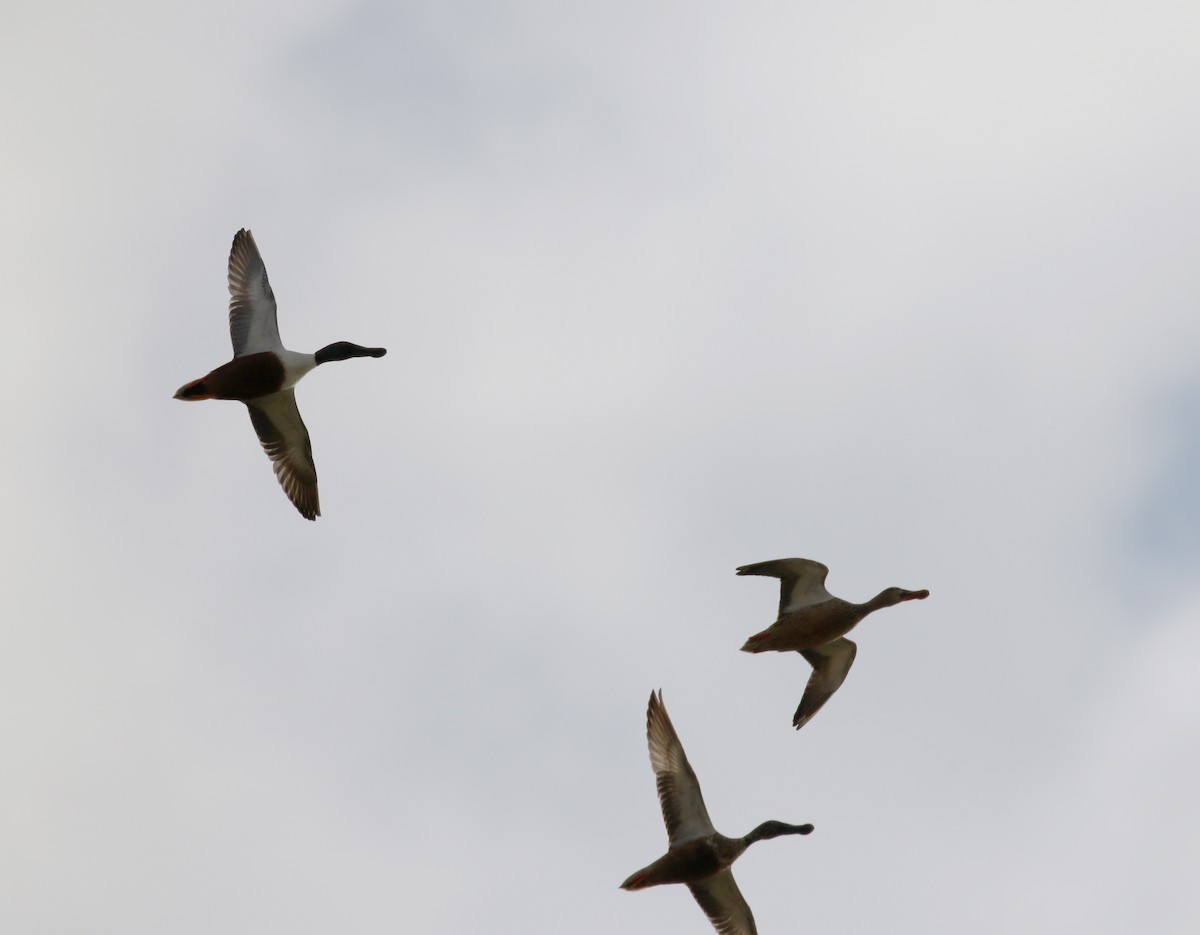 Northern Shoveler - ML138217881