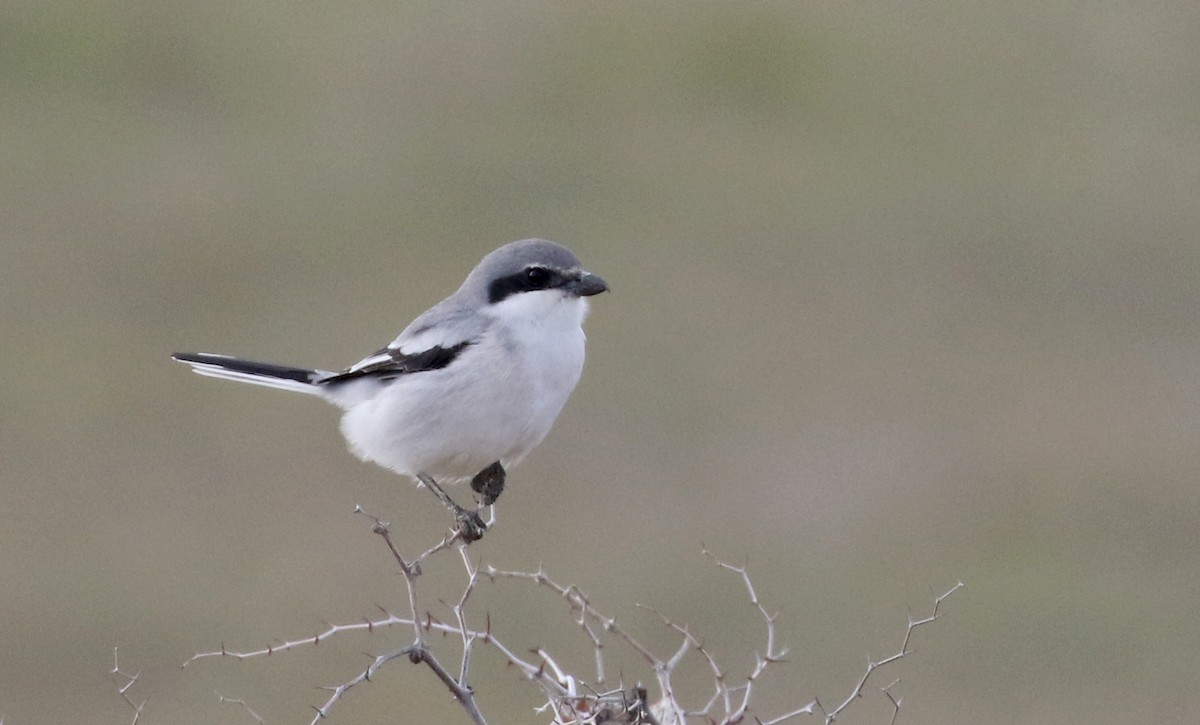 Great Gray Shrike (Sahara) - Jay McGowan