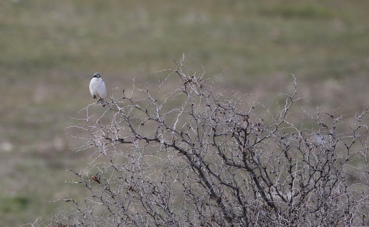 Great Gray Shrike (Sahara) - ML138217901