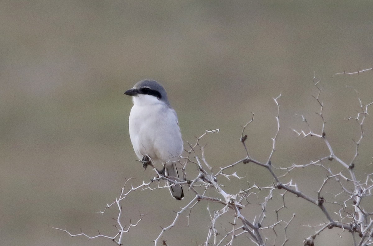 Great Gray Shrike (Sahara) - ML138217911