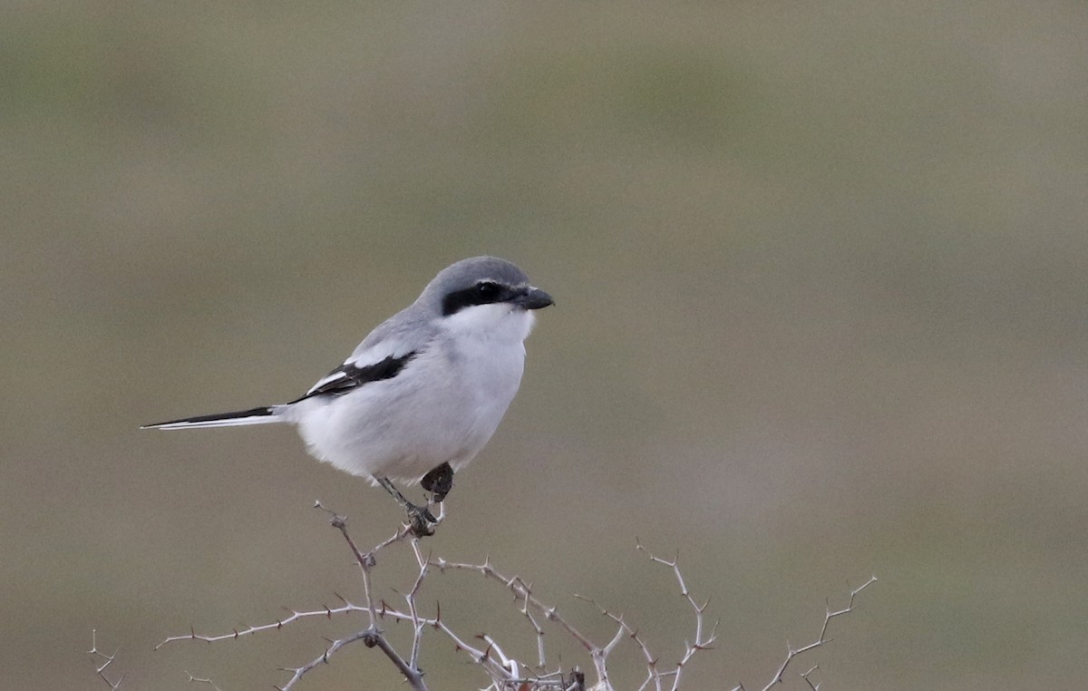 Great Gray Shrike (Sahara) - ML138217951