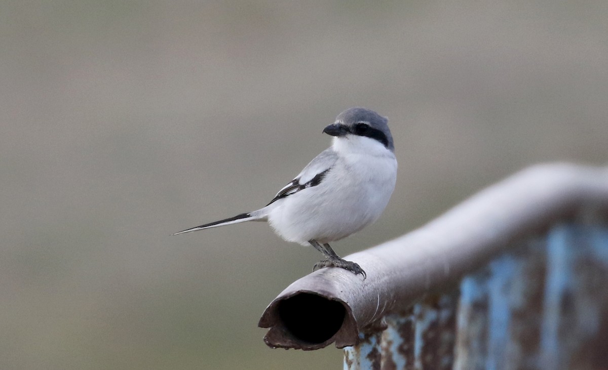 Great Gray Shrike (Sahara) - ML138217991