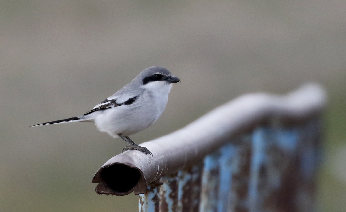 Great Gray Shrike (Sahara) - ML138218001