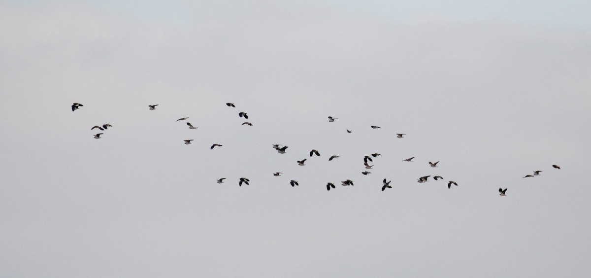 Northern Lapwing - ML138218061