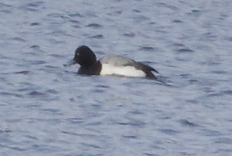 Lesser Scaup - ML138218091