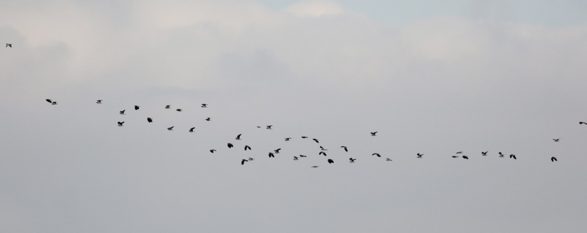 Northern Lapwing - ML138218101