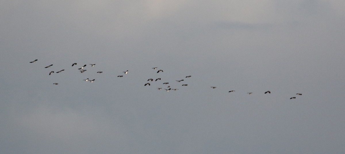 Northern Lapwing - ML138218111