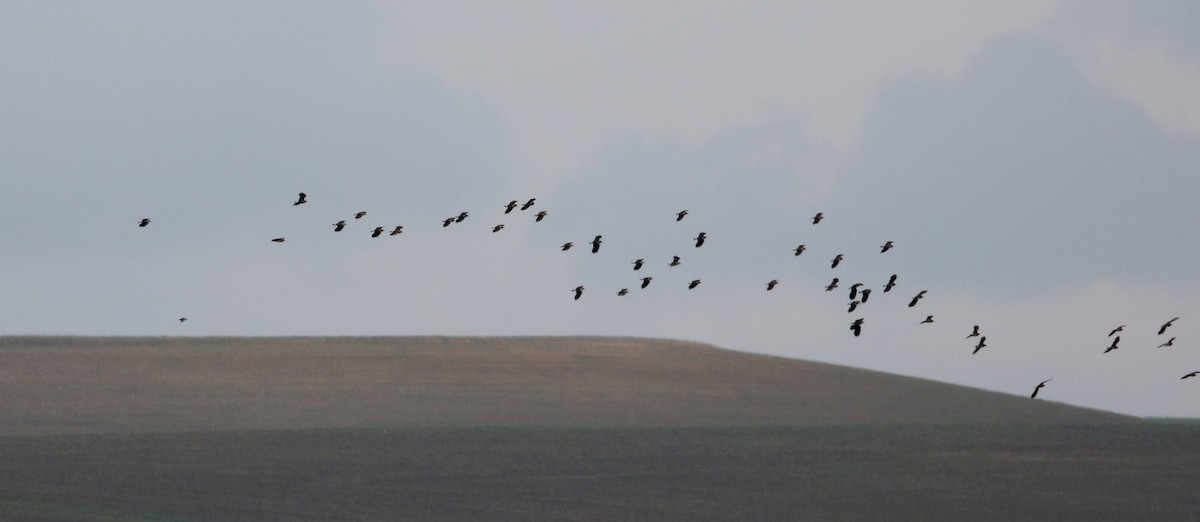 Northern Lapwing - ML138218131