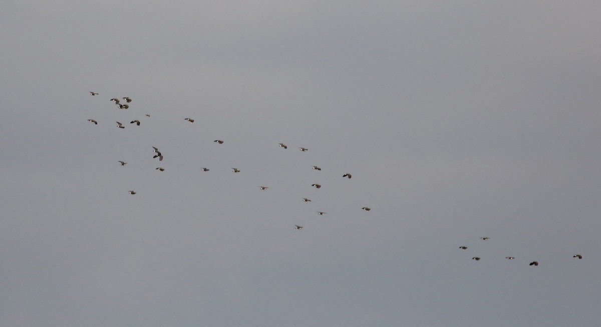 Northern Lapwing - ML138218141