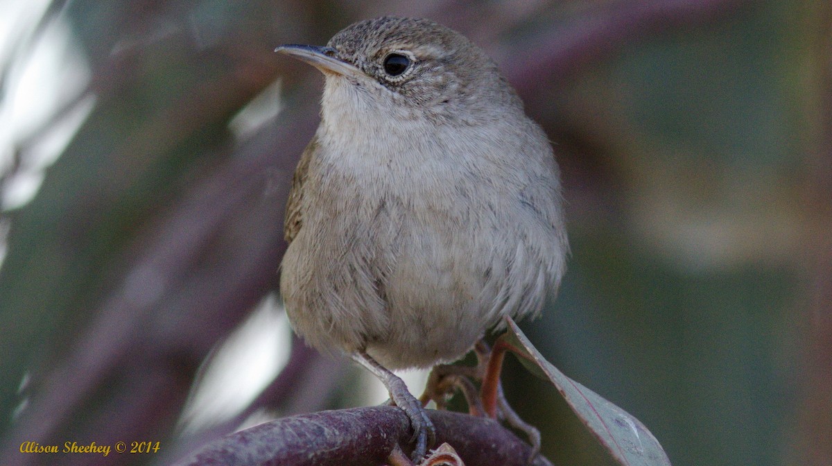 House Wren - ML138219521