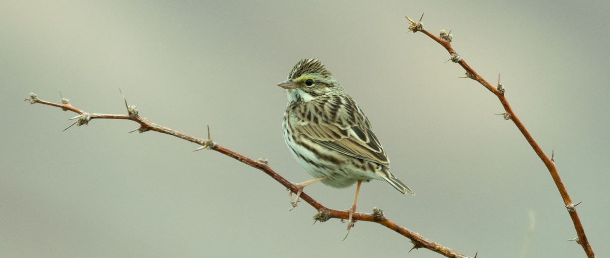 Savannah Sparrow - Christopher Earle