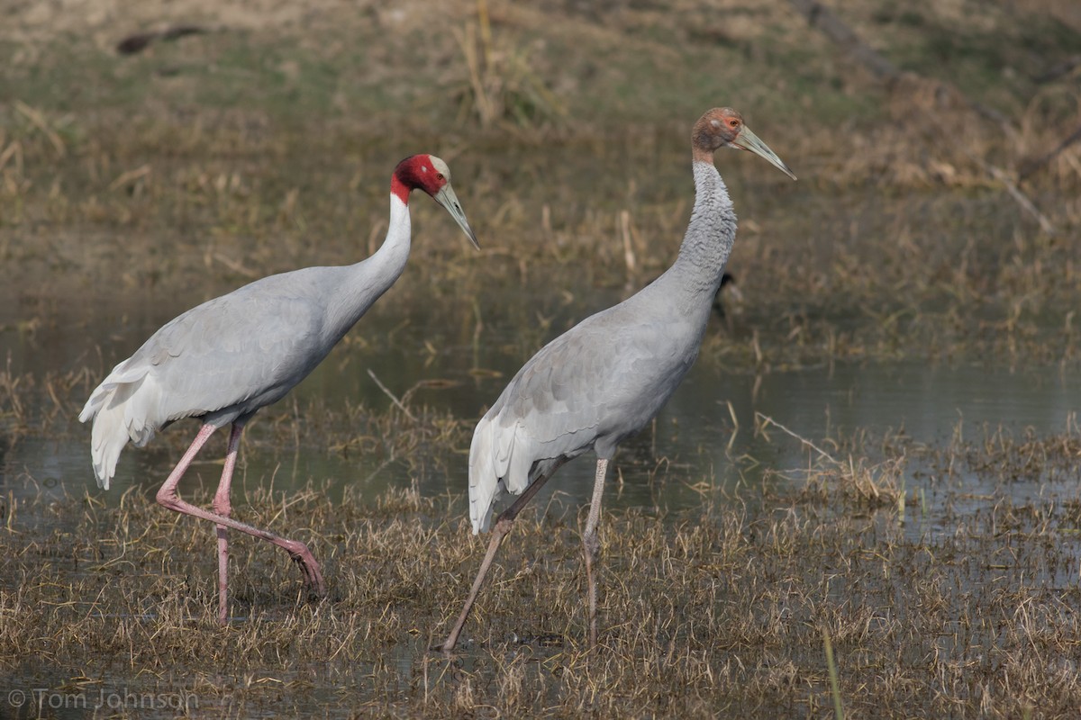 Sarus Crane - Tom Johnson