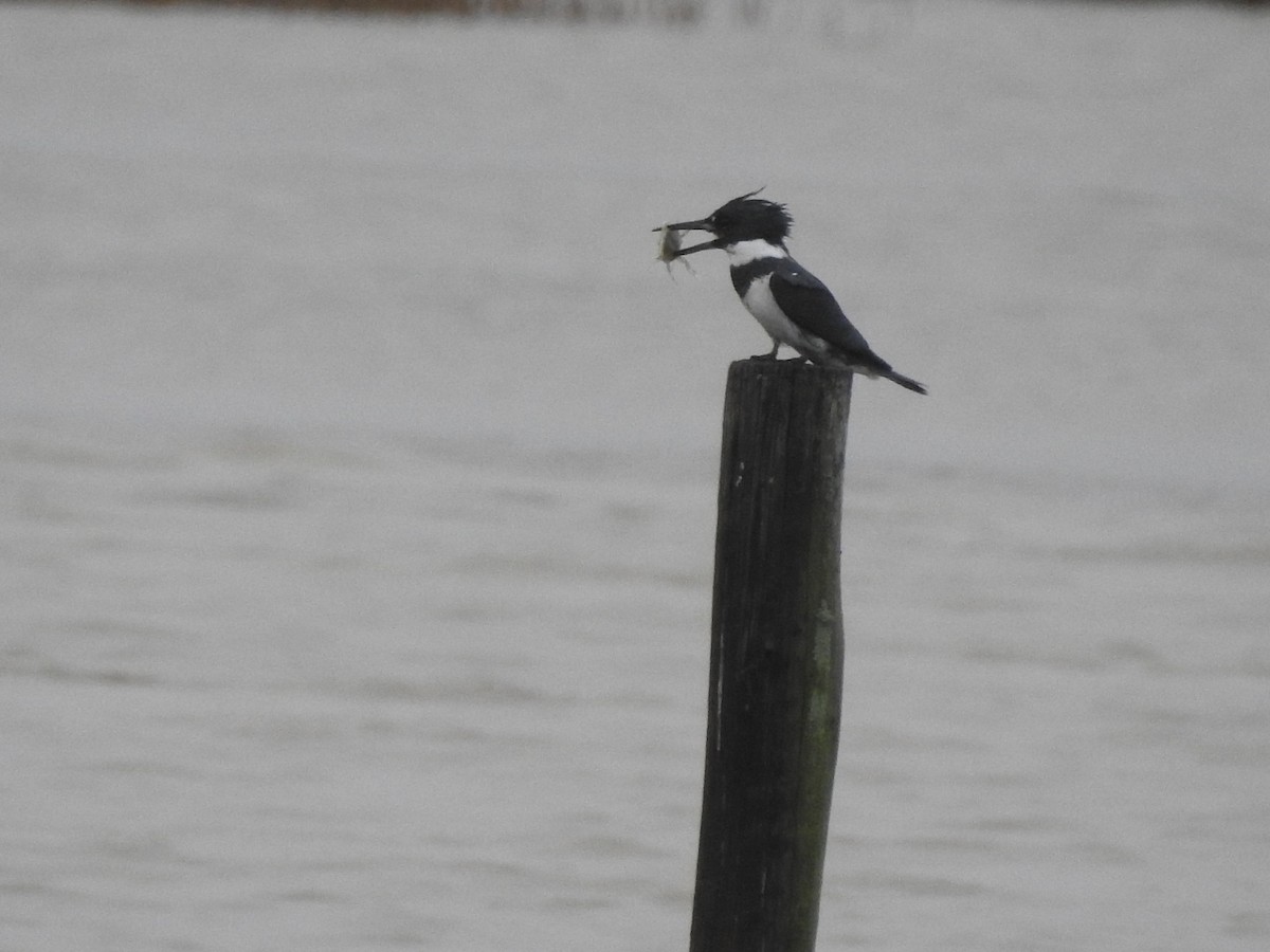 Belted Kingfisher - ML138223101