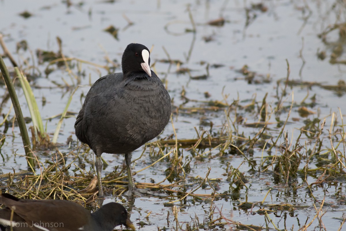 Eurasian Coot - ML138223241