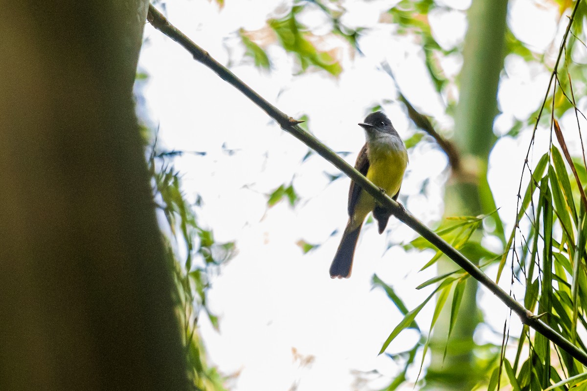 Dusky-capped Flycatcher - ML138223321