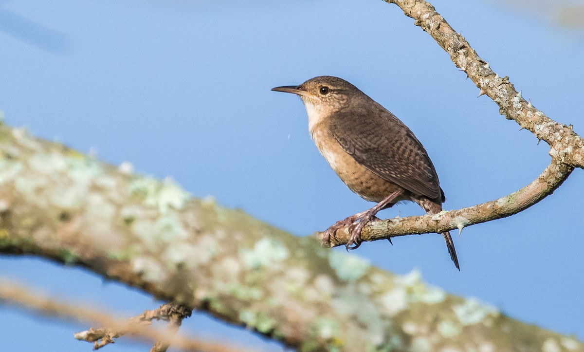 House Wren - ML138224271