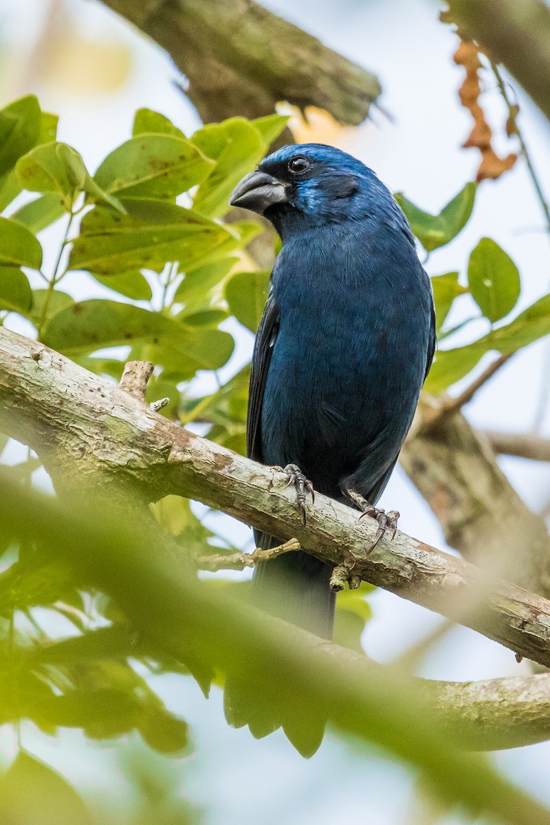 Ultramarine Grosbeak - ML138224601