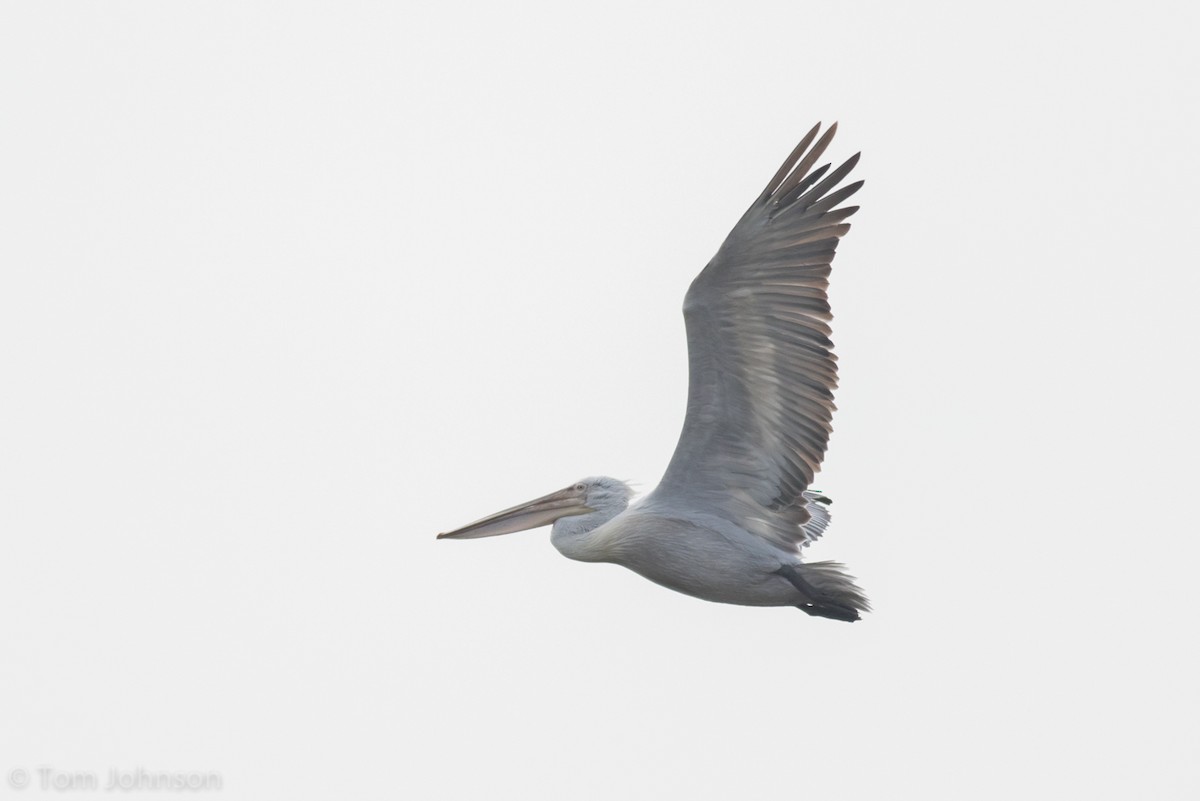 pelikán kadeřavý - ML138224631