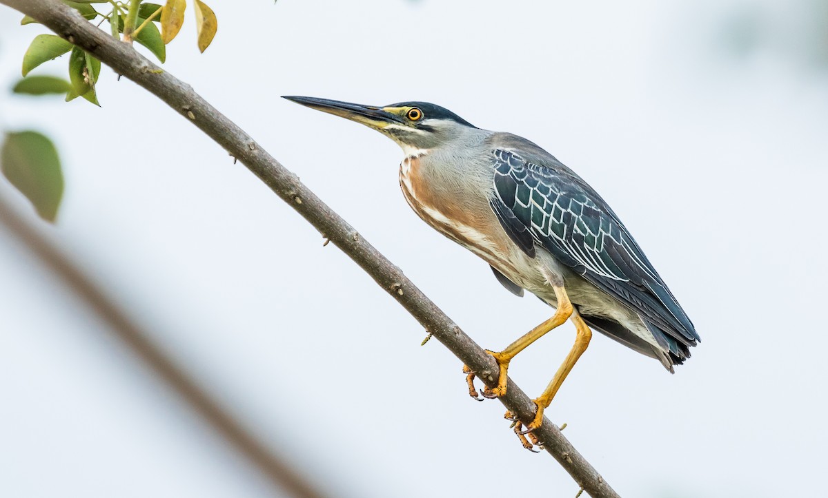 Striated Heron - ML138224671