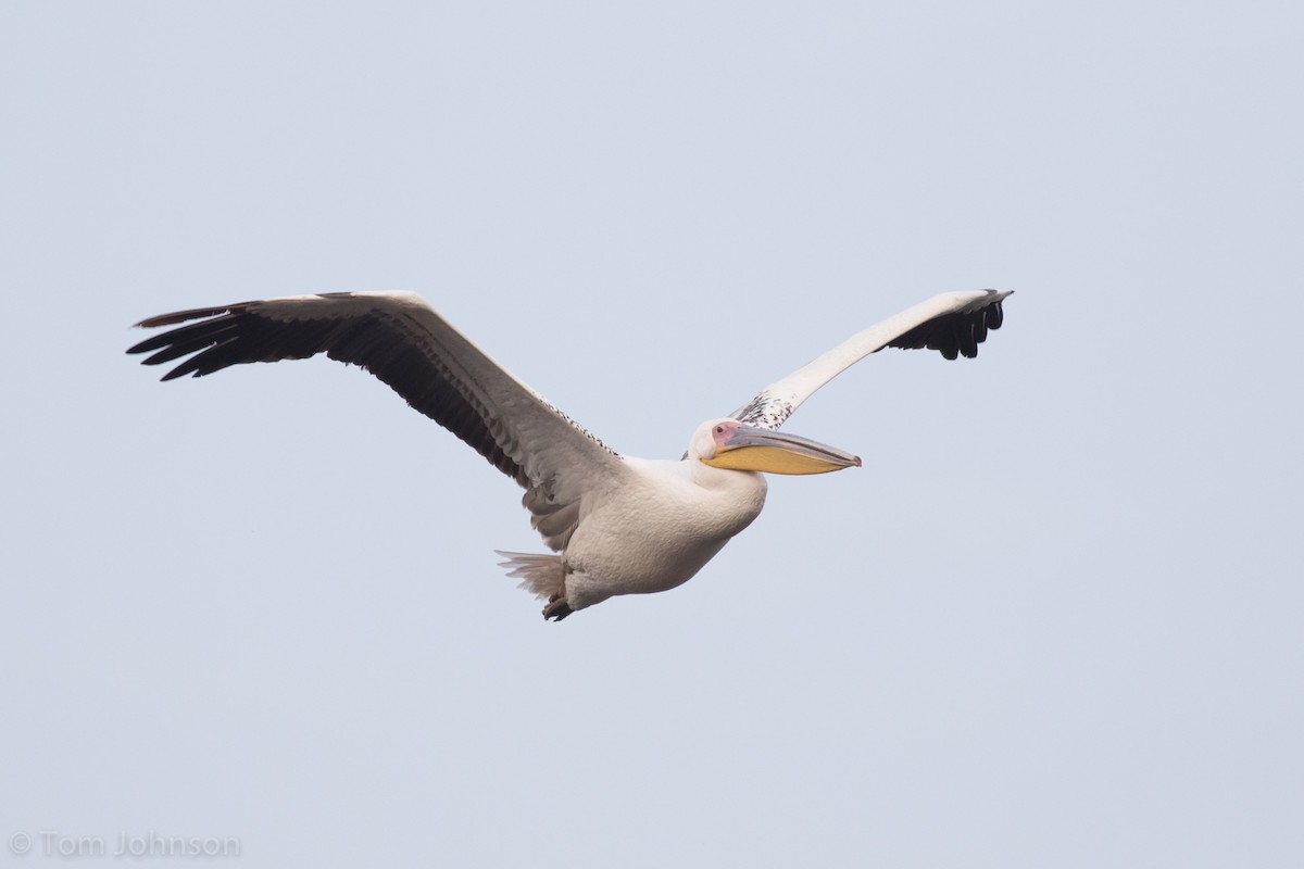 pelikán bílý - ML138224861