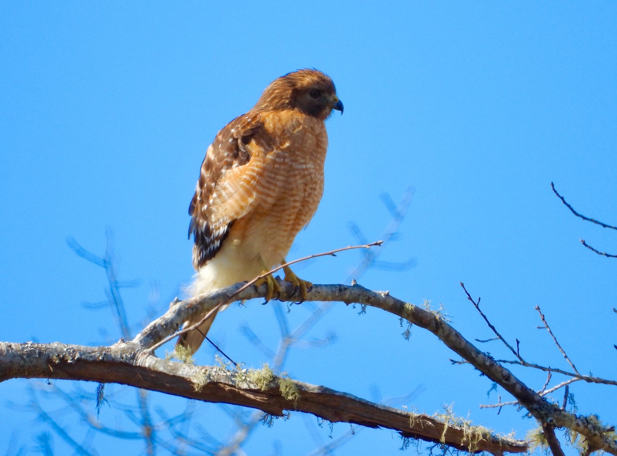 Red-shouldered Hawk - ML138224971