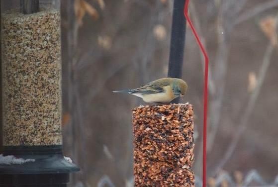 Lazuli Bunting - ML138225081