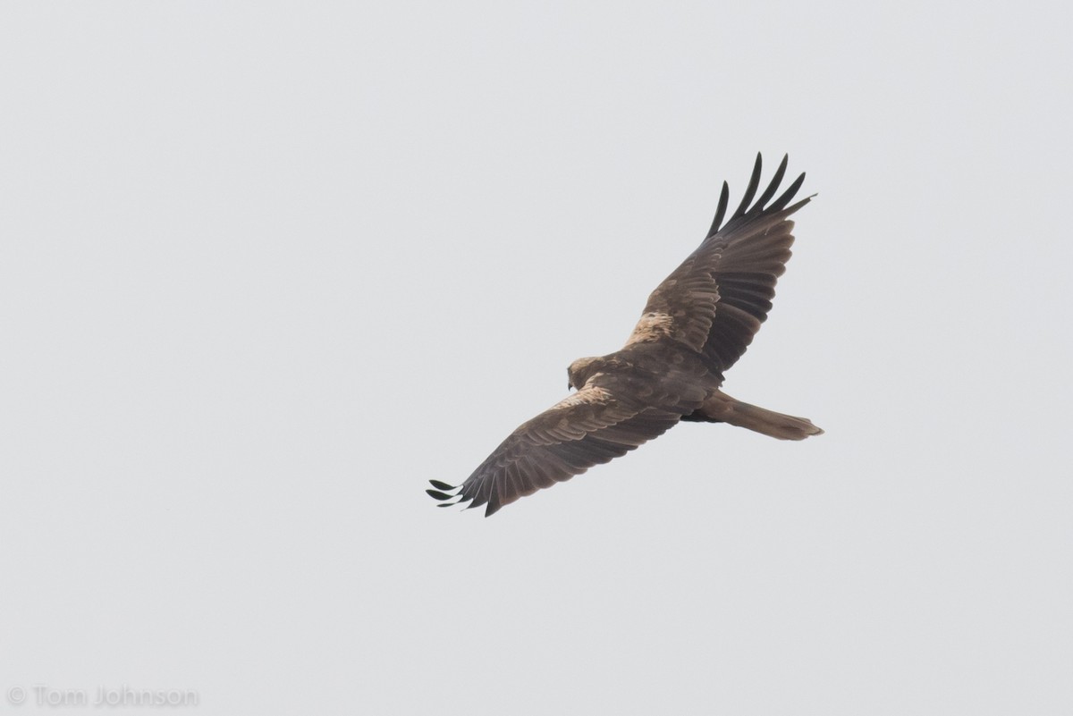 Aguilucho Lagunero Occidental - ML138226041