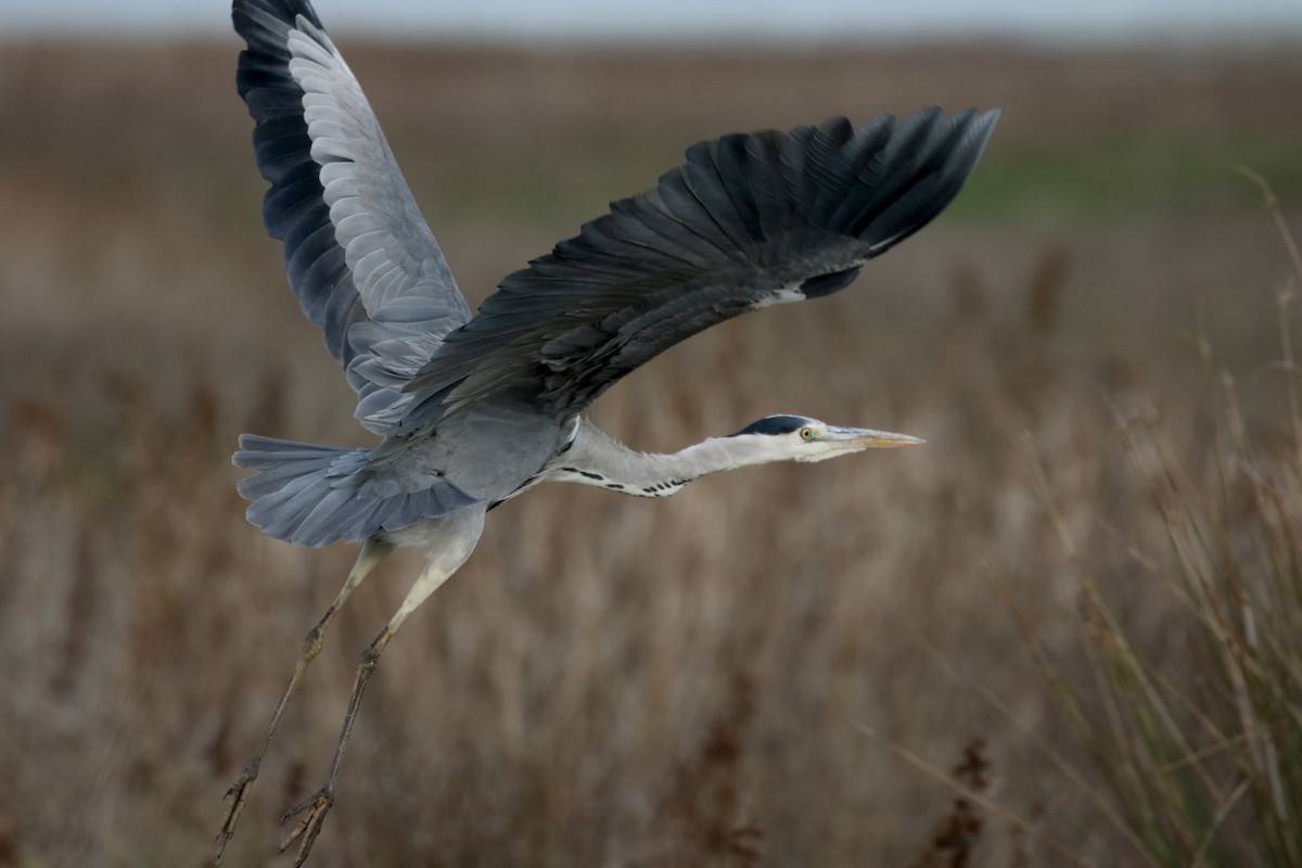 Gray Heron (Gray) - ML138226491