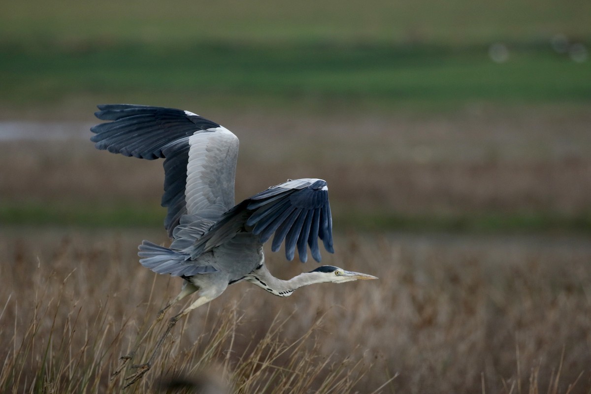 Gray Heron (Gray) - ML138226521