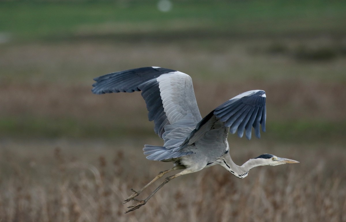 Gray Heron (Gray) - ML138226541