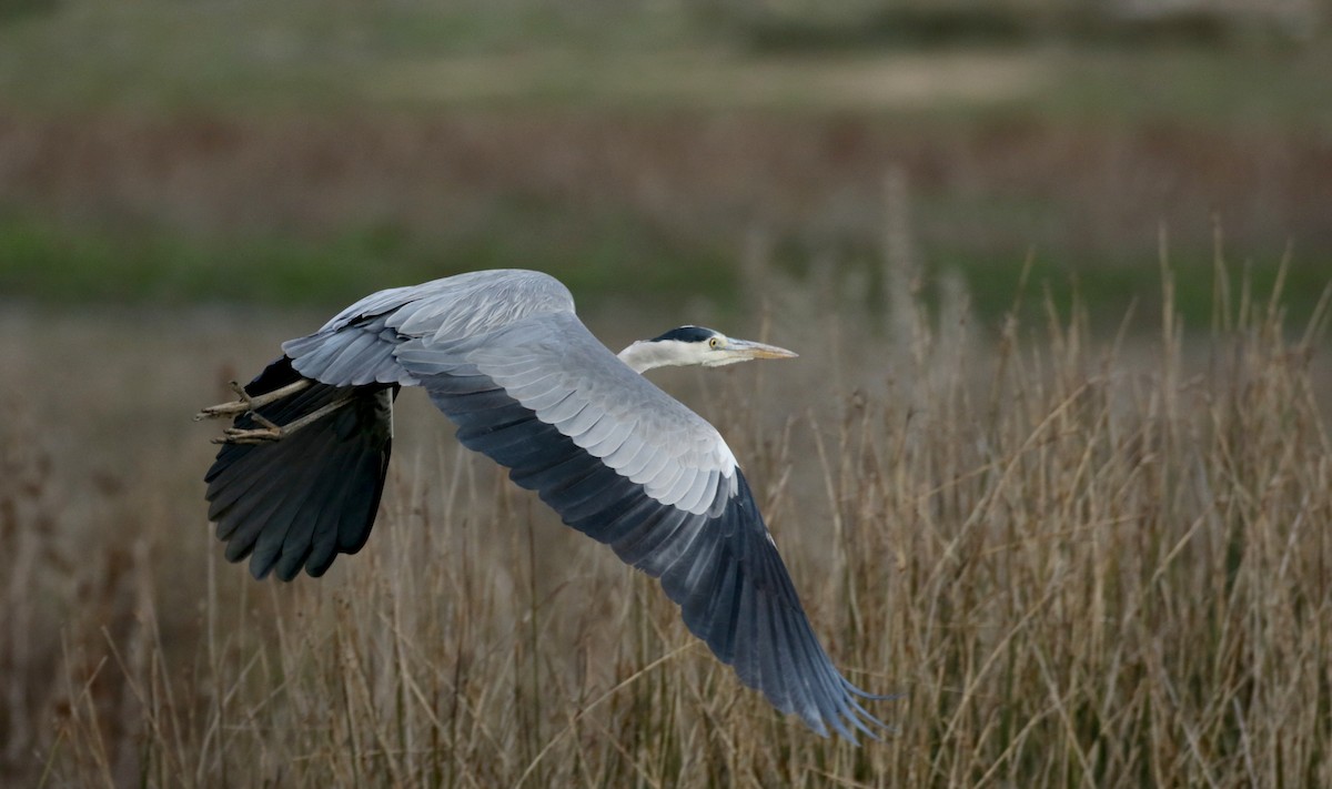 Gray Heron (Gray) - Jay McGowan