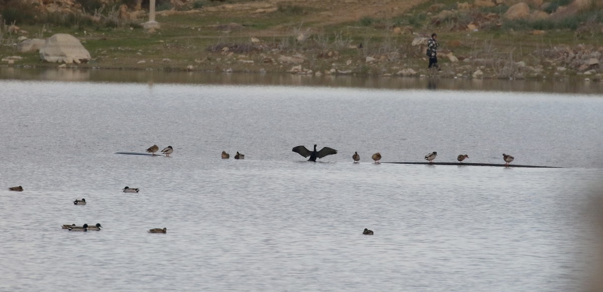 Cormorano (sinensis/hanedae) - ML138226621