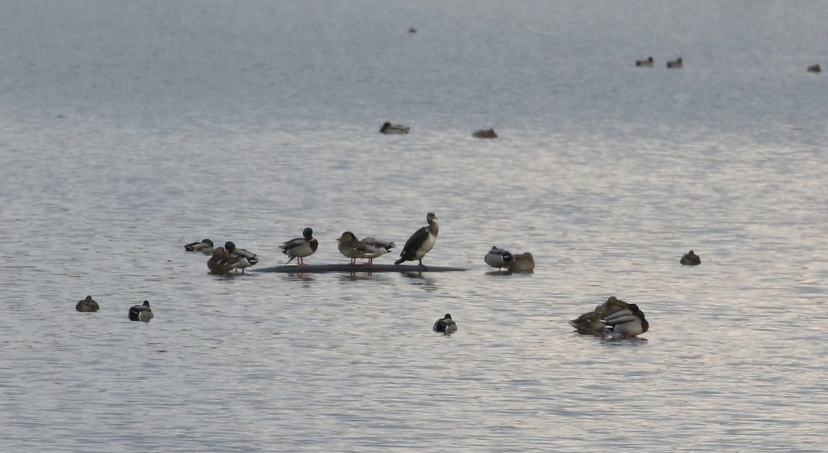 Great Cormorant (Eurasian) - ML138226641