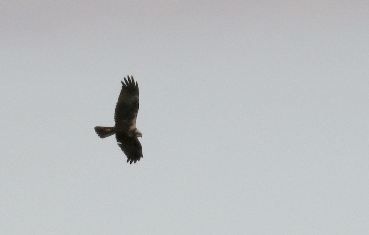 Western Marsh Harrier - ML138226651